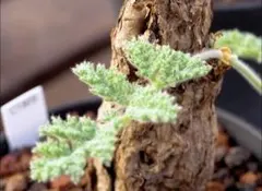 b212 ペラルゴニウム トリステ Pelargonium triste厳選株のサムネイル