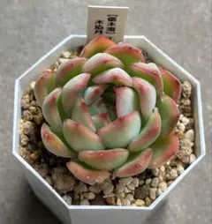 2026年最新】優木園の人気アイテム - メルカリ