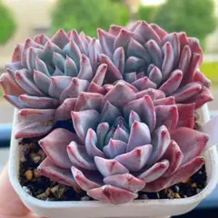 サリーちゃん様 リクエスト 2点 まとめ商品