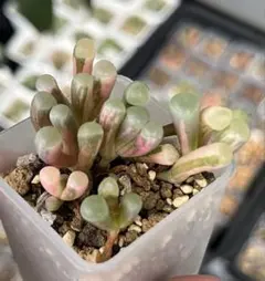 写真現物 五十鈴玉錦 抜き苗 多肉植物 - メルカリ