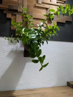 ぷーちゃん様 リクエスト 2点 まとめ商品