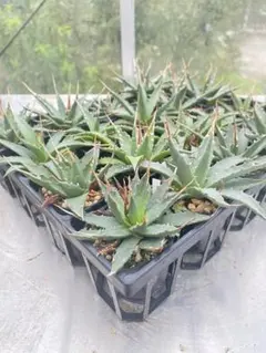 2025年最新】エボリスピナ 実生 陽炎の人気アイテム - メルカリ