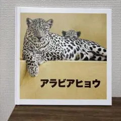 アラビアヒョウ 万博　サウジアラビアパビリオン