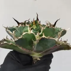 LIPS.UG様 リクエスト 2点 まとめ商品