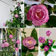 希少　❹ 新苗　四季咲き　薔薇の苗　根付き苗　スリット鉢に植え替えて発送のサムネイル