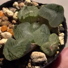 多肉植物 ハオルチア 氷の恋人 美株 新品種 糊斑 透明窓 - メルカリ