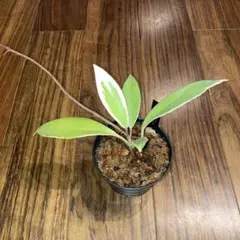 珍品Hoya pubicalyx 'Albo-marginata' 選抜個体 - メルカリ