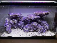 2026年最新】ライブロック 海水魚の人気アイテム - メルカリ