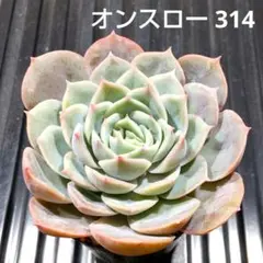 オンスロー(オウンスロー) 314 エケベリア 多肉植物 抜き苗