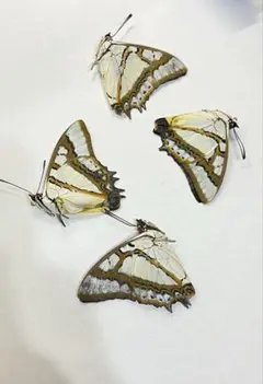 2026年最新】フタオチョウの人気アイテム - メルカリ