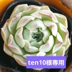 ten10様 リクエスト 3点 まとめ商品