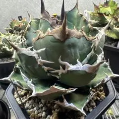 2025年最新】龍球会 アガベの人気アイテム - メルカリ