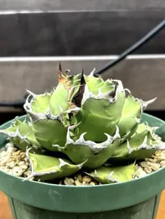 【チタノタ3種セット】姫厳竜 BB ゴリ猫 鉢ごとメルカリ便発送 チタノタ3種セット 姫厳竜 海王 包心龍 初心者応援価格 鉢ごと