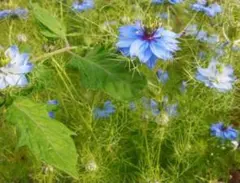 ニゲラ ブルー　種 200粒　家庭菜園