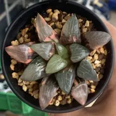☆☆コレクタ錦 実生 カキコ＊ハオルチア＊錦☆☆ コレクタ錦 実生 カキコ＊ハオルチア＊錦