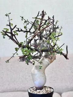 2026年最新】commiphoraの人気アイテム - メルカリ