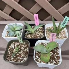 希少】ハイブリッドグァバ 苗 熱帯果樹 ジャボチカバやピタンガと同じ
