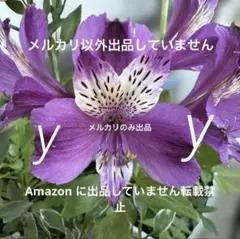 アルストロメリア ムラサキ 球根苗 1株 - メルカリ