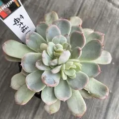 くまごろう様 リクエスト 2点 まとめ商品