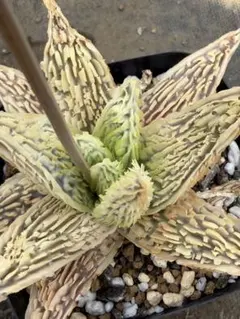 アロエ ハイブリッド Aloe hybrid 第四種 AP−10 - メルカリ