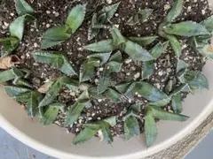 2026年最新】アガベ 海王の人気アイテム - メルカリ