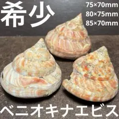 チ*ウ様 ラスト1点　激レア　美品　東シナ海産　リュウグウオキナエビス チ*ウ様 ラスト1点 激レア 美品 東シナ海産 リュウグウオキナエビス