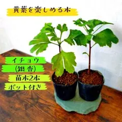 【黄葉を楽しめる木】イチョウ(銀杏)の苗木2本 ポット付きのサムネイル