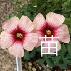 山草花太郎様 リクエスト 2点 まとめ商品