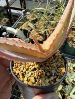 2026年最新】アロエ バンバレニーの人気アイテム - メルカリ