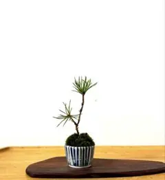 小品盆栽　黒松　苔付　鉢付　ミニ盆栽　豆盆栽のサムネイル