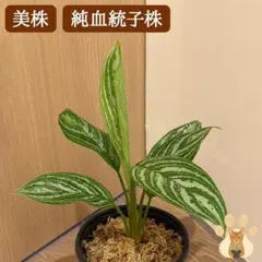 ✨️ 破格！✨️アグラオネマ ピクタム\