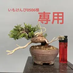 2026年最新】糸魚川真柏の人気アイテム - メルカリ