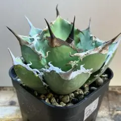 2026年最新】阿修羅 アガベの人気アイテム - メルカリ