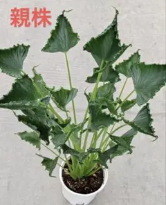 MS279 Alocasia Loco アロカシア・ロコ個性葉 5株セット - メルカリ