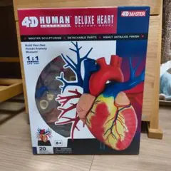 4D MASTER 男性生殖器・泌尿器 解剖模型 4D MASTER 男性生殖器・泌尿器 解剖模型 - メルカリ