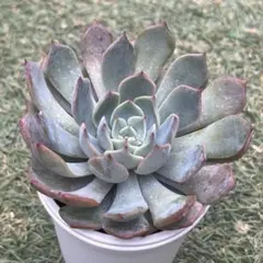 抜き苗✨毒りんご♥️ 抜き苗✨毒りんご♥️ GOOD DAY #ink#inktarashiyasan#インクたらし屋