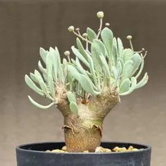 2025年最新】オトンナ ユーフォルビオイデスの人気アイテム