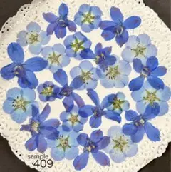 押し花 NO.375 ノースポール デルフィニウム - メルカリ