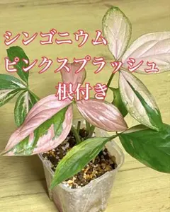 2026年最新】シンゴニウム ピンクスプラッシュの人気アイテム - メルカリ
