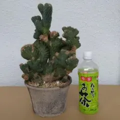 2025年最新】雷神閣の人気アイテム - メルカリ