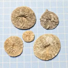 Item thumbnail for item dedffc0e-3dda-45bf-be36-db4db1e2c2bb