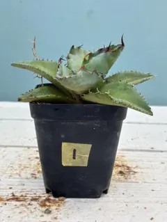 2025年最新】アガベまとめ売りの人気アイテム - メルカリ