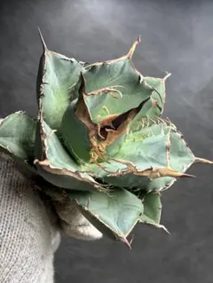 2026年最新】アガベ チタノタ 縞斑の人気アイテム - メルカリ