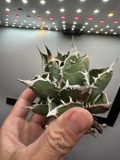【特撰】アガベチタノタ　疣猪①ブツブツ　検）麻花　金蝉　蚩尤　実生　オアハカ 特撰】アガベチタノタ 疣猪①ブツブツ 検）麻花 金蝉 蚩尤 実生