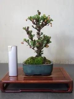 盆栽　メギ（１２－８）