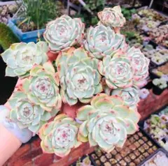 桃太郎　超大苗　20cm 群生　12頭　エケベリア　多肉植物のサムネイル