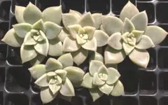 me様 リクエスト 2点 まとめ商品