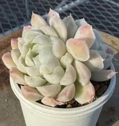 多肉植物　ヒューミリス