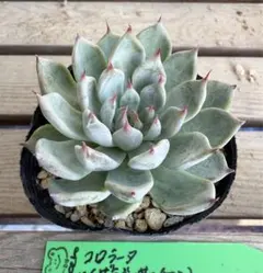 hikaru様 リクエスト 3点 まとめ商品