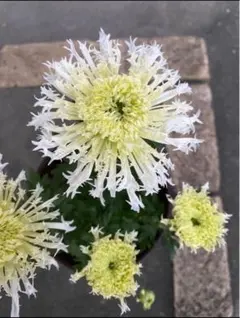 2025年最新】挿し穂の人気アイテム - メルカリ